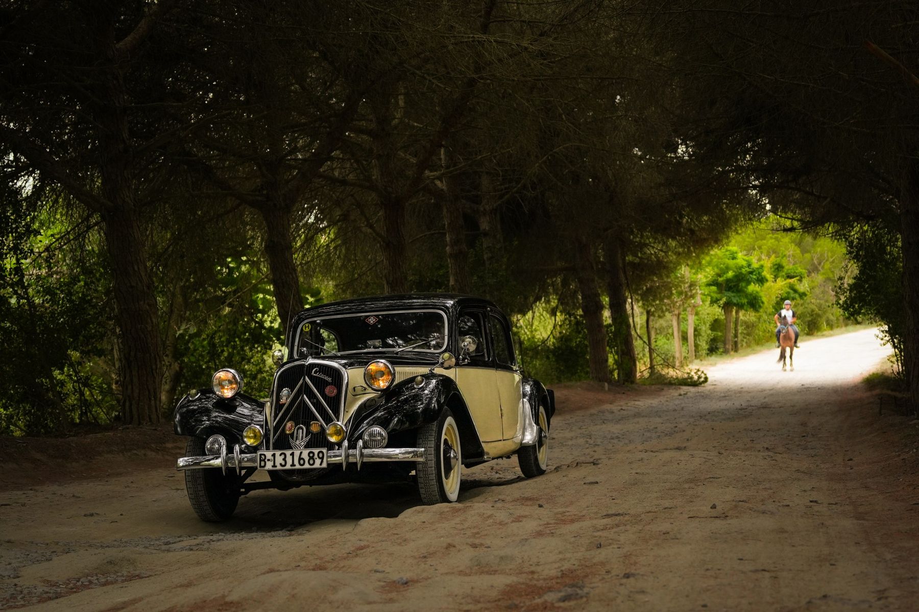 Citroën Traction Avant entre pinos